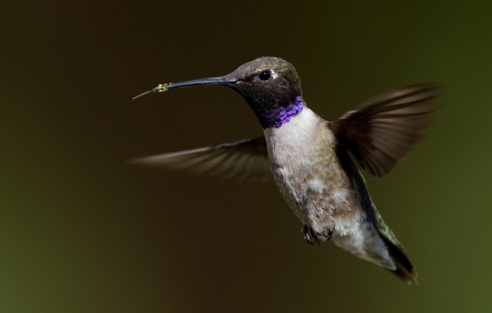 Синица лазоревка в полете