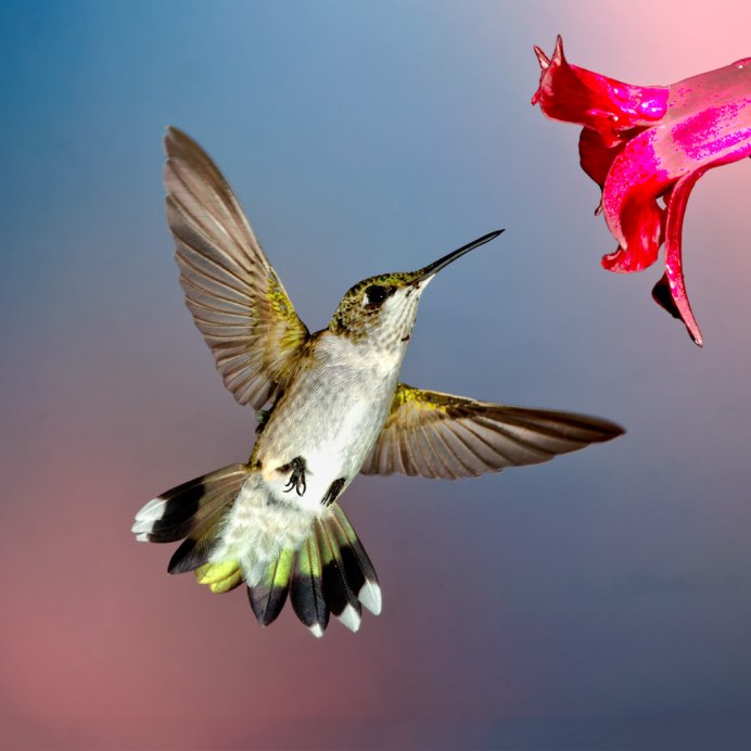 Зеленушка Крылья