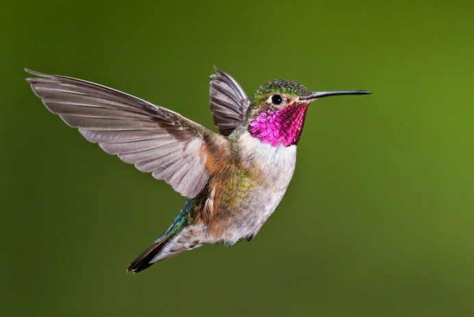 Краснохвостый Колибри