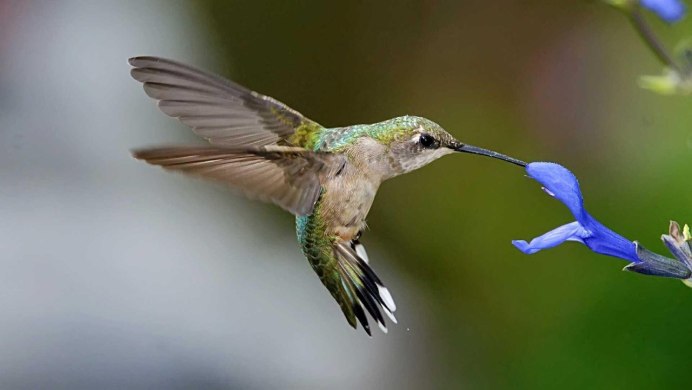 Вымпелохвостый Колибри
