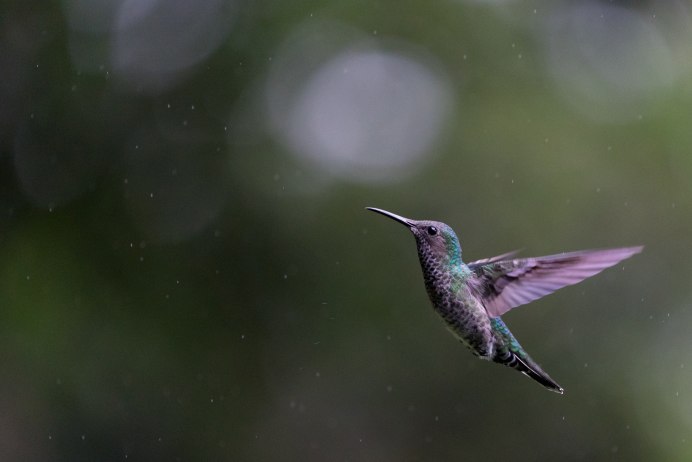 Hummingbird птица