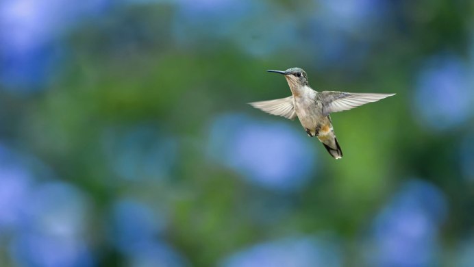 Маленькая птица в полете