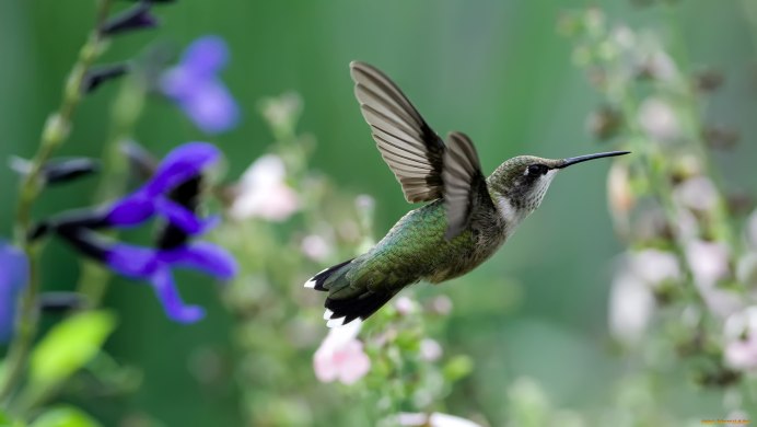 Колибри Карел Мартенс