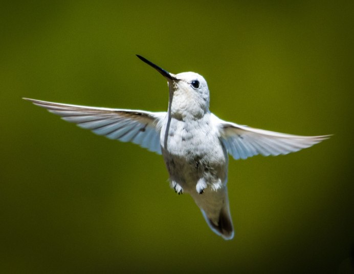 Маленькая птица в полете
