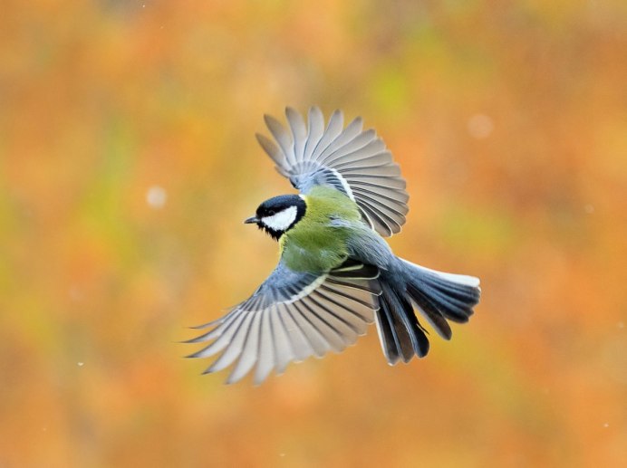 Охристый Колибри Крылья