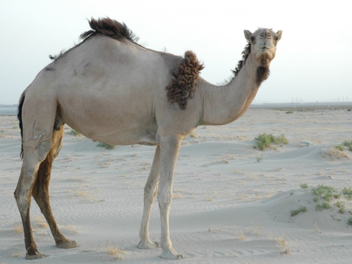 Белый одногорбый верблюд