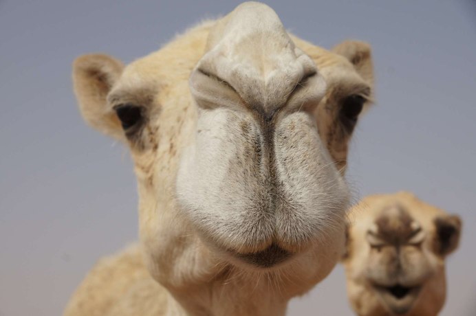 Верблюд плешивый