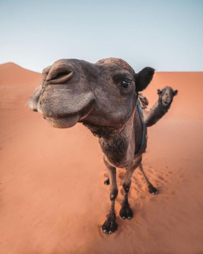 Верблюд Иркутск верблюд