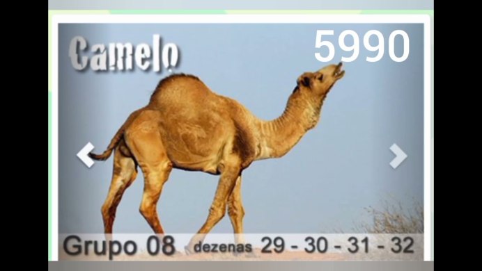 Верблюд портрет