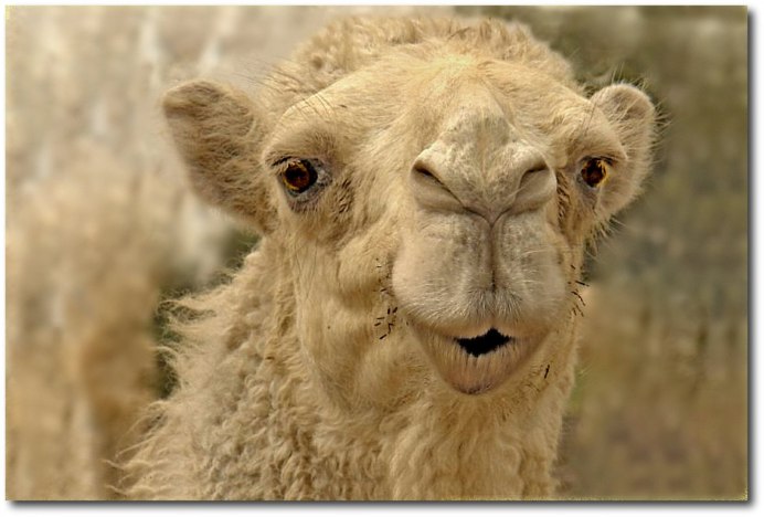 Сигареты с верблюдом