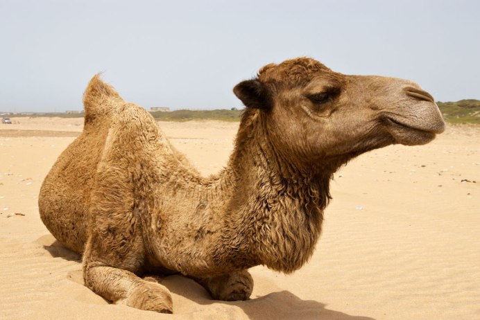 Двуногий верблюд