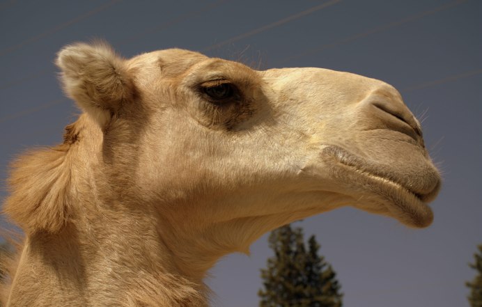 Уши верблюда