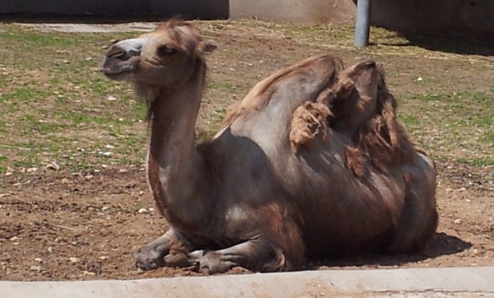 Половой организм верблюда