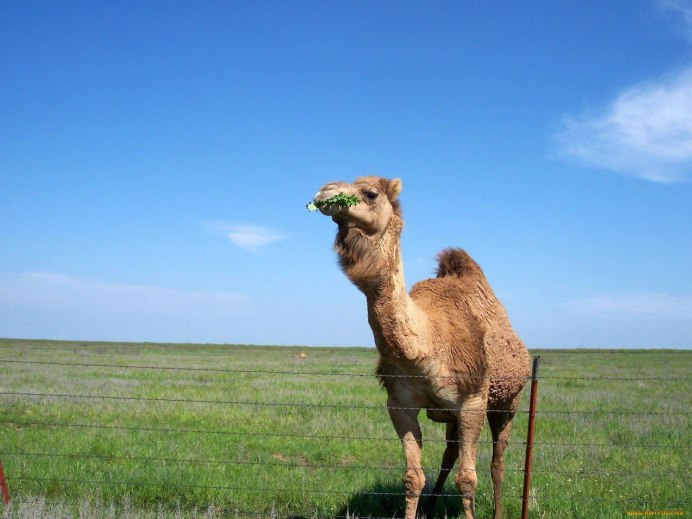 Camel 3д модель