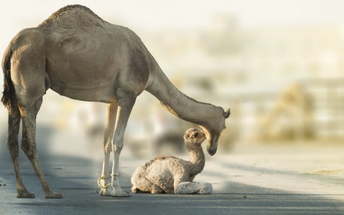 Лама одногорбый верблюд