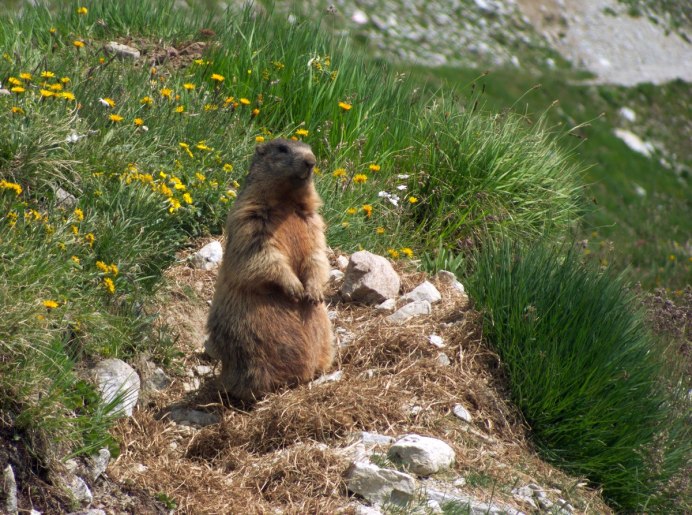 Alpine Marmot