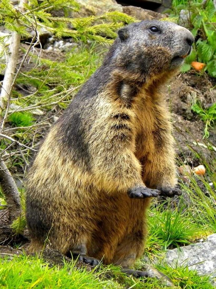 Сурков Marmota.