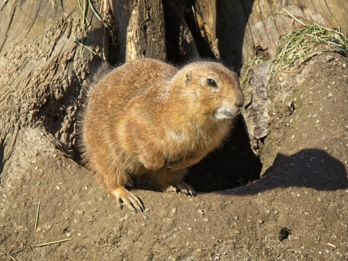 Alpine Marmot