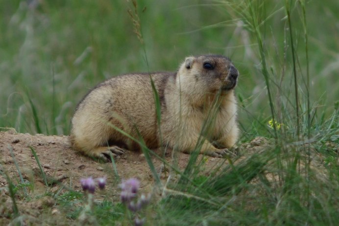 Marmota broweri
