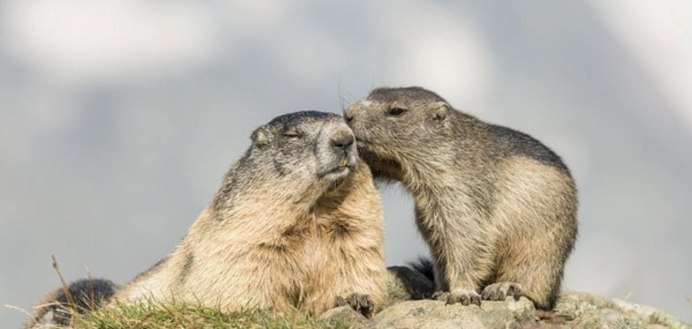 Alpine Marmot