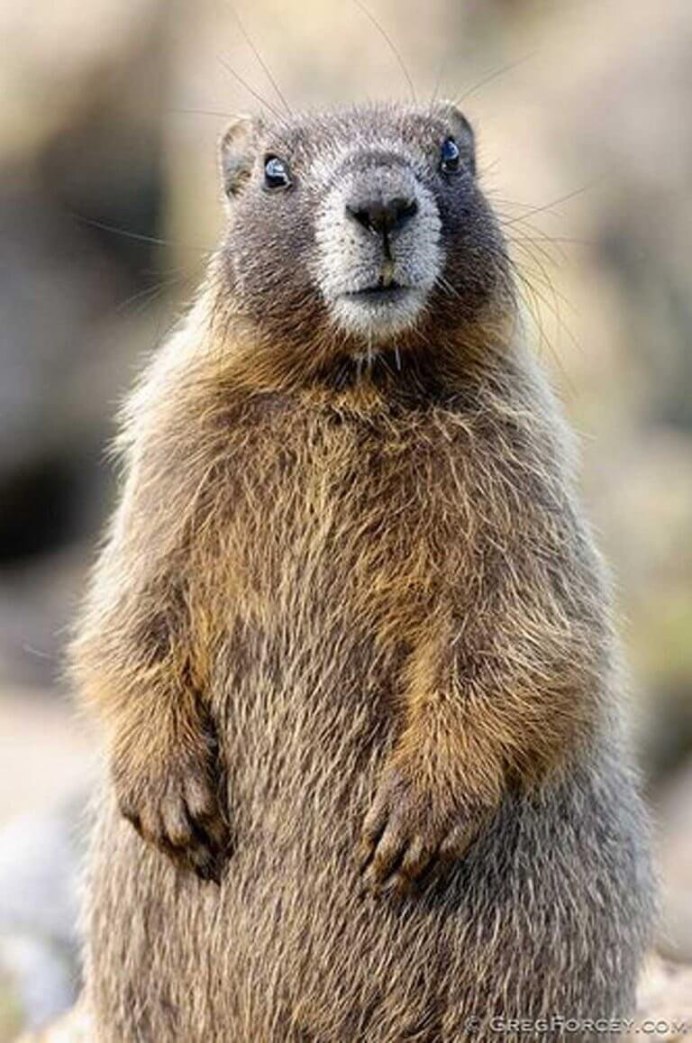 Forest-Steppe Marmot