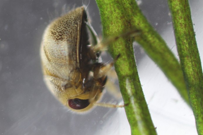 Protaetia Morio