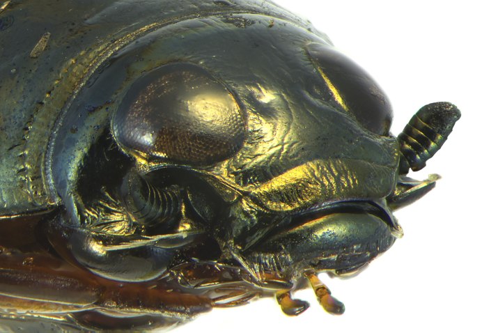 Gyrinus SP.