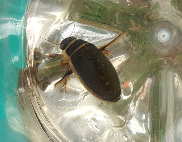 Gyrinus Marinus