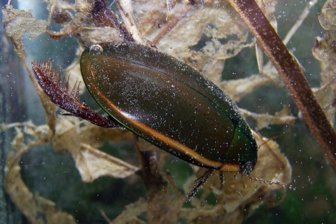 Gyrinus Marinus