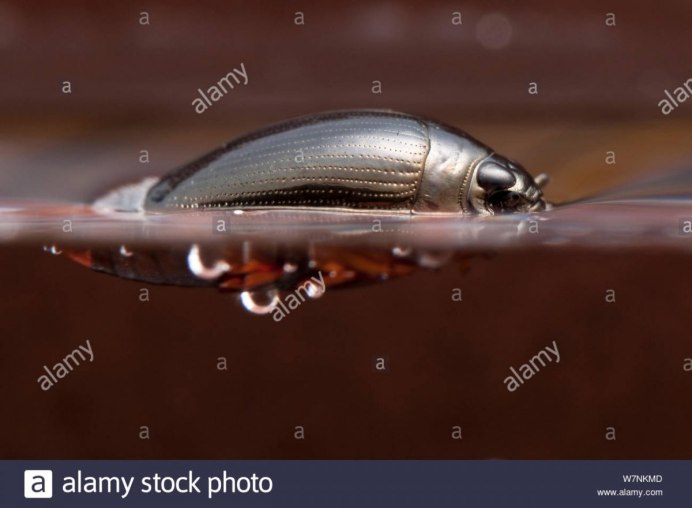 Водяной Жук вертячка