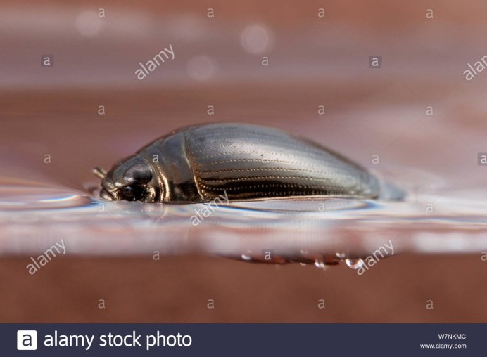 Водяной Жук вертячка