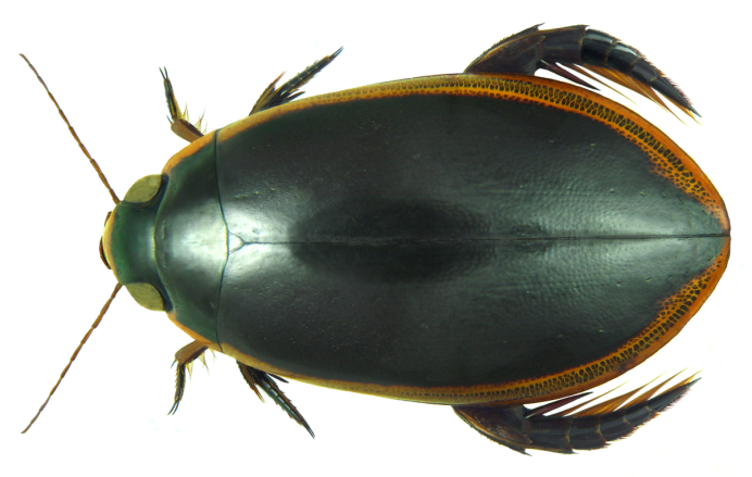 Gyrinidae Larvae