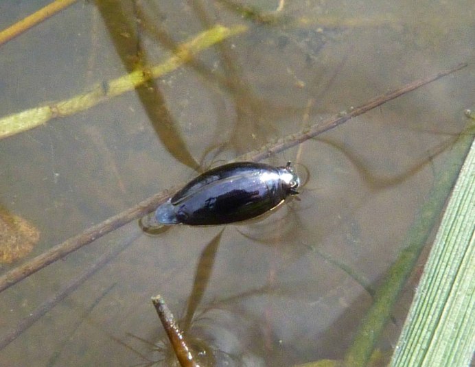 Ilybius fenestratus