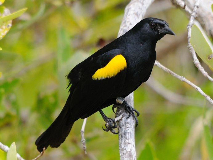 Желтый Дрозд