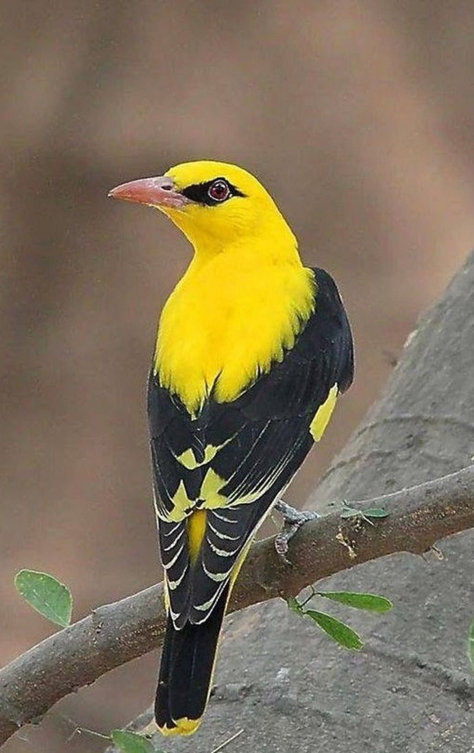 Птицы лимонного окраса