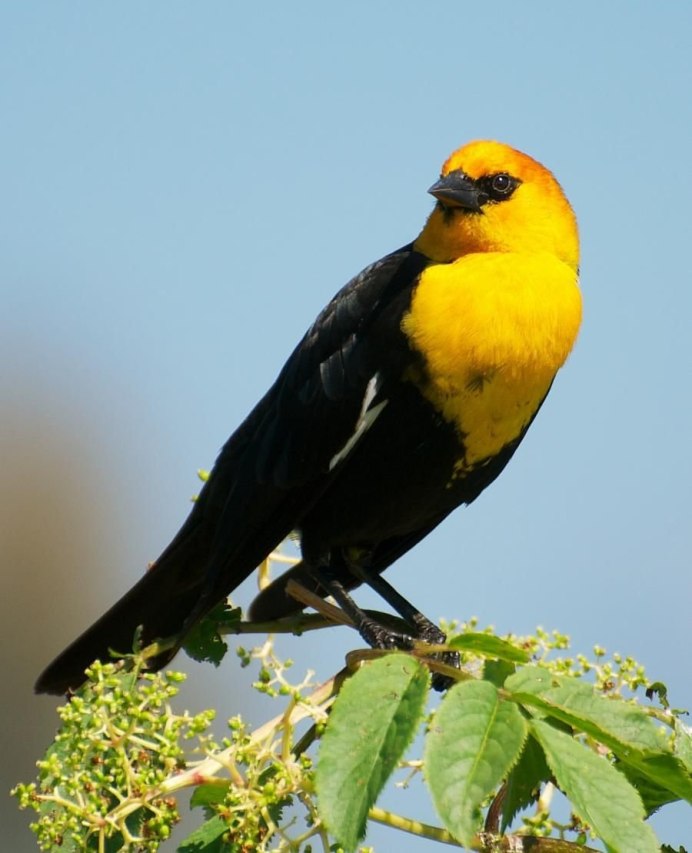 Yellow Grosbeak