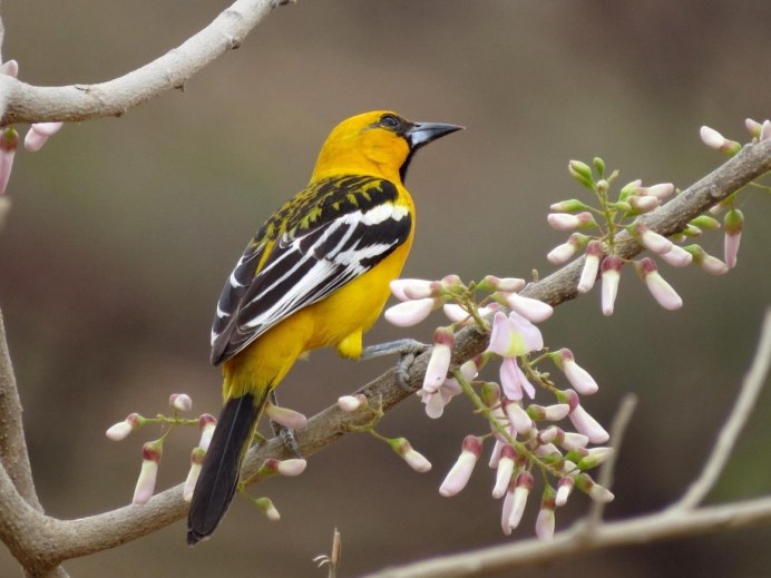 Африканская черноголовая Иволга