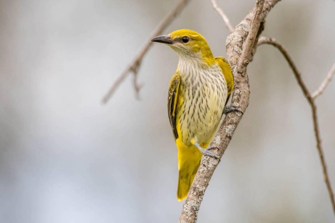 Черная птица с желтым хвостом