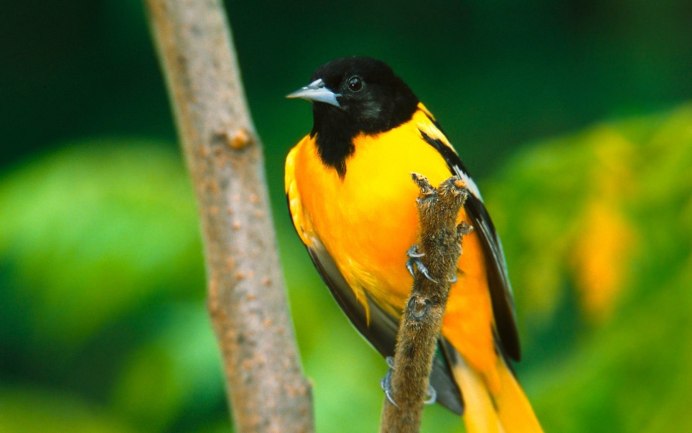 Африканская черноголовая Иволга