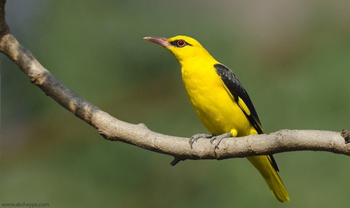 Черная Иволга