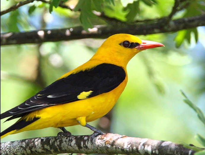 Обыкновенная Иволга