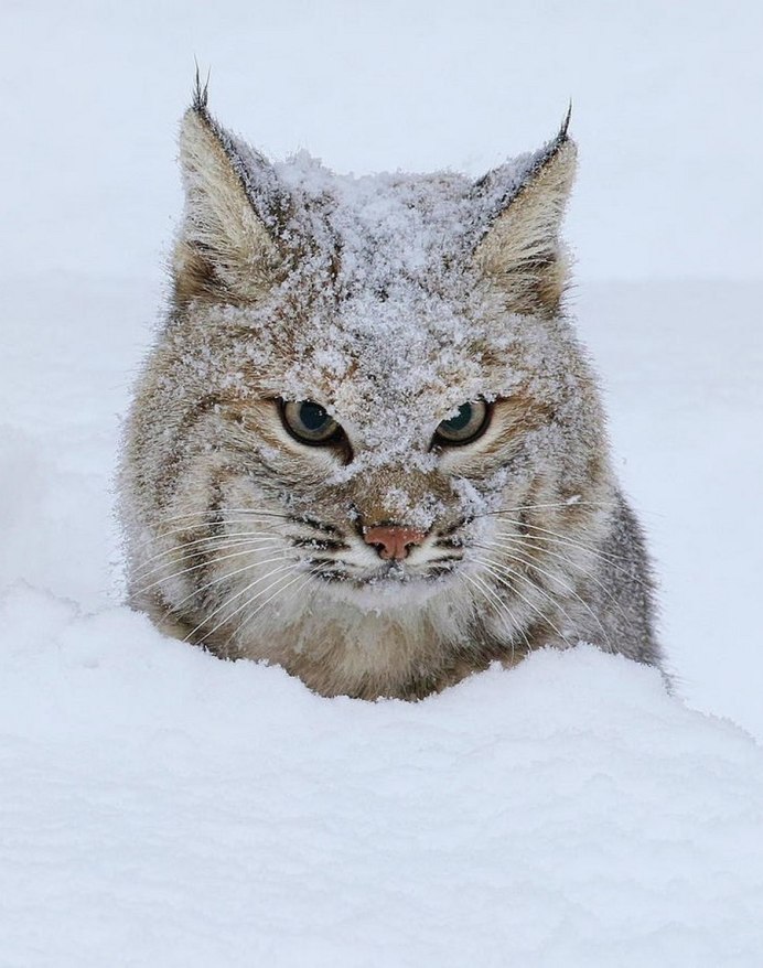 Wildcat well