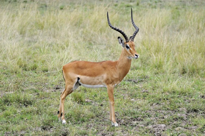 Antilope file hand