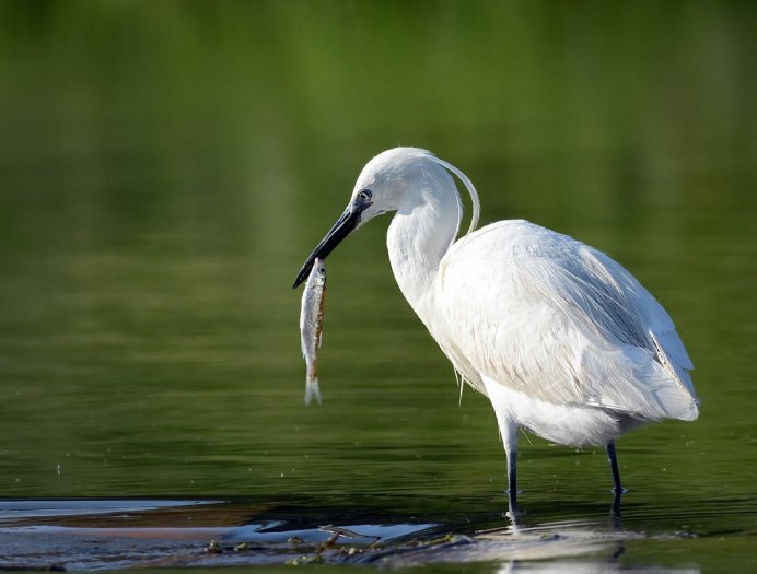 Great Blue Heron птица