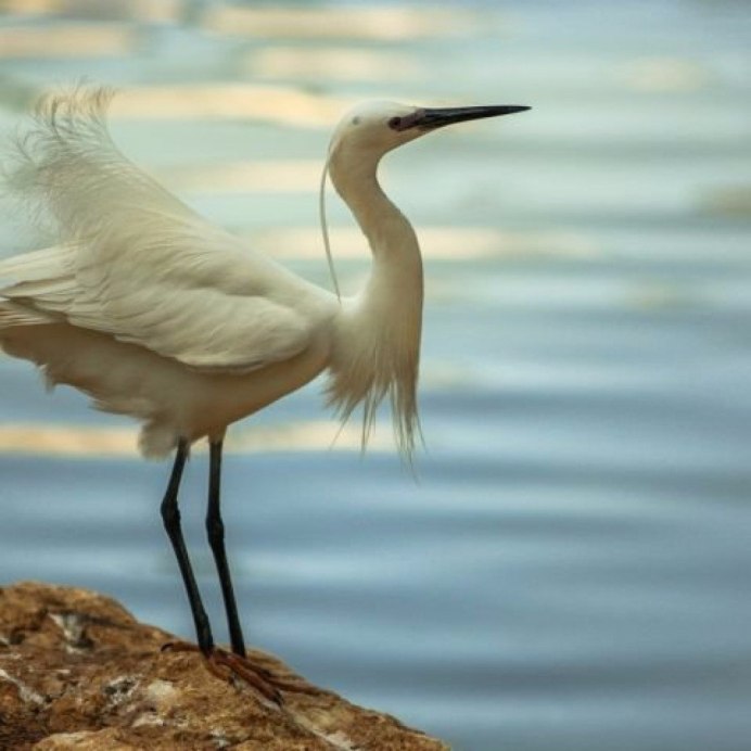 Цапля Уругвай
