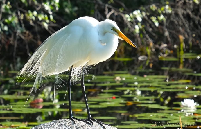 Малая белая цапля Egretta garzetta