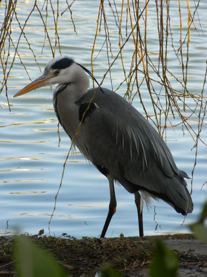 Белая Венценосная цапля