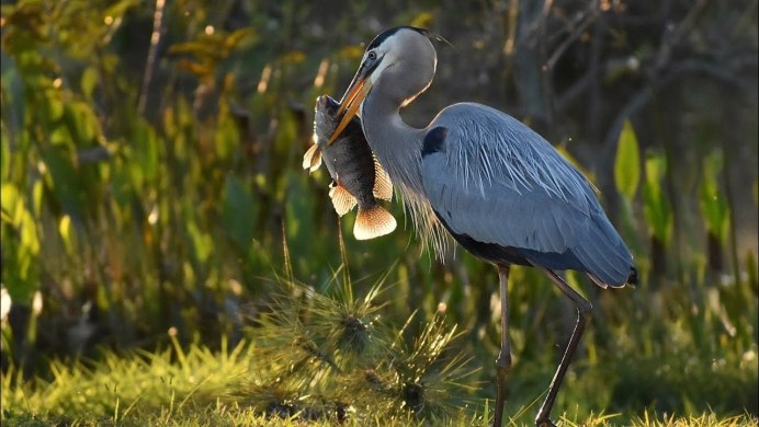 Белая Болотная цапля