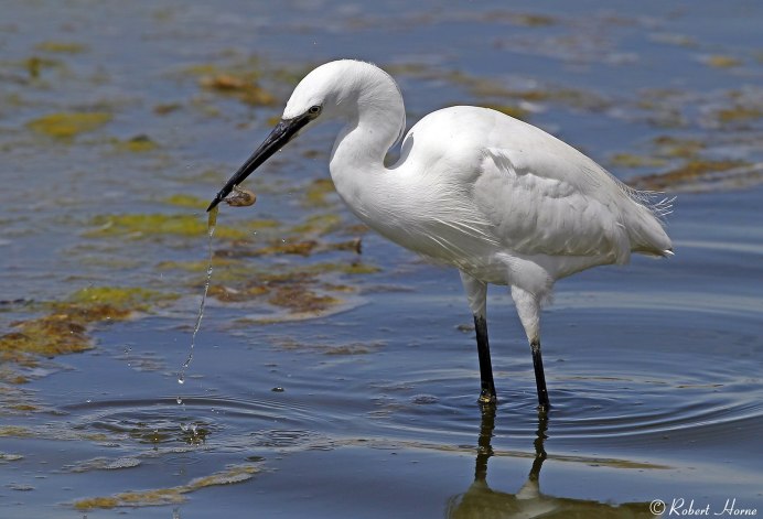 Птицы Ростовской области цапля журавль Аист
