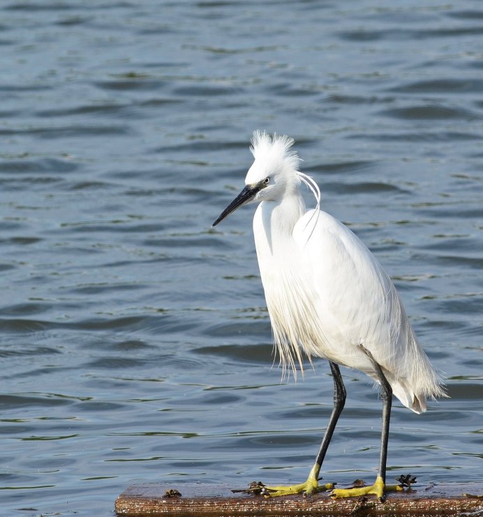 Белая цапля красная книга